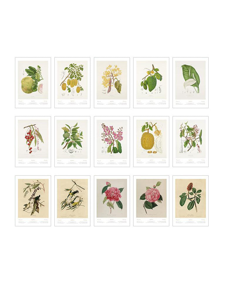 Botanical Prints Wildflower Prints Floral Wall Art (15 pieces)