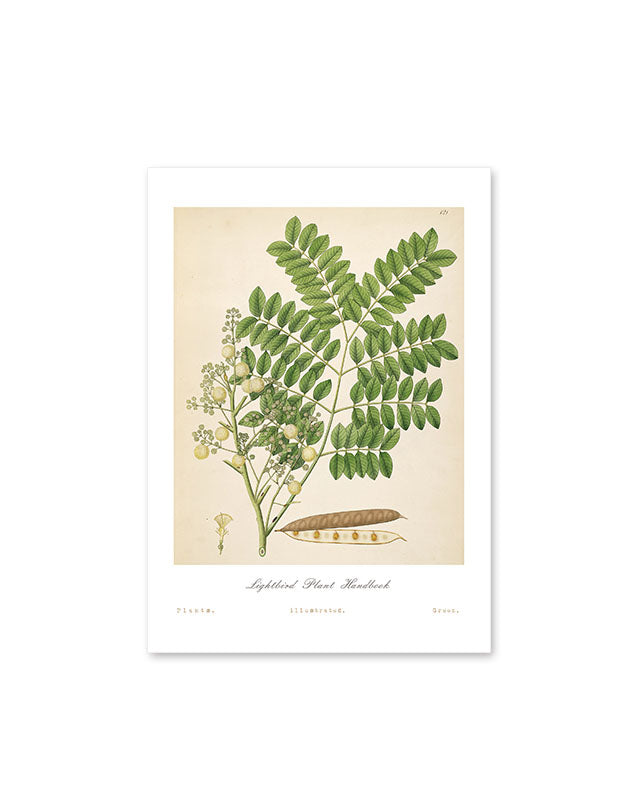 Vintage Botanical Prints(30 pieces)