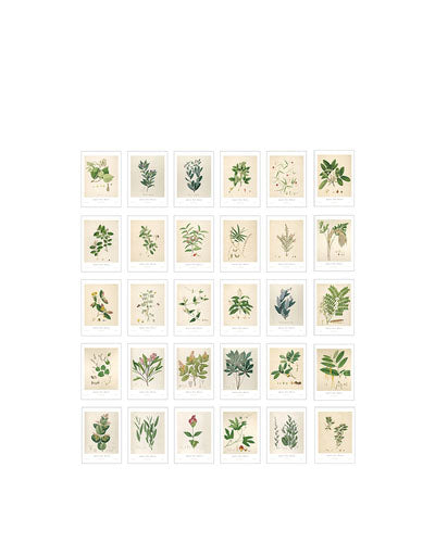 Vintage Botanical Prints(30 pieces)